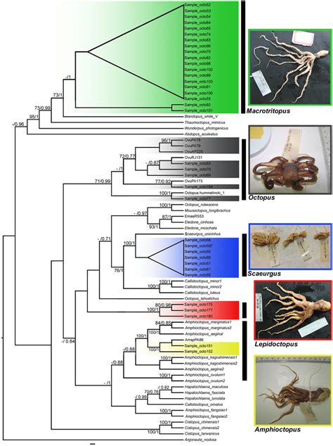 Phylogenetic Tree Based On Bayesian Inference For The Concatenated S