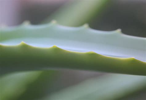 How To Fix A Broken Aloe Vera Leaf AllotInABox