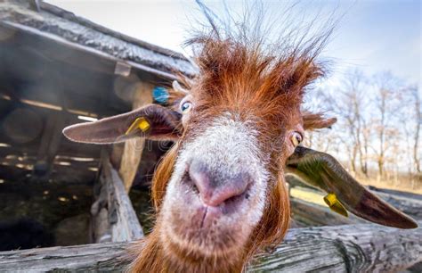 Dumme Ziege stockfoto Bild von komödie ziege lustig 2160326