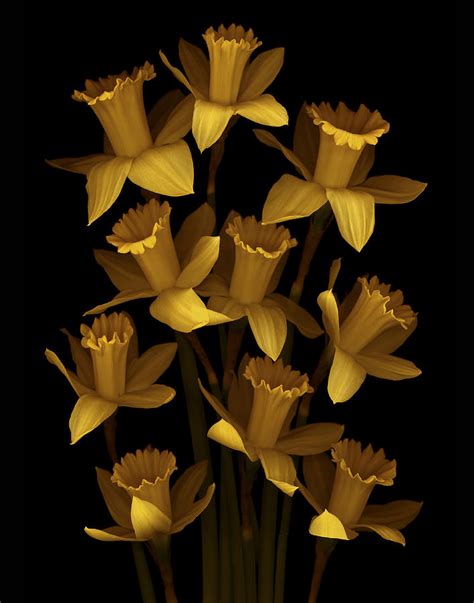 Dark Daffodils Photograph By Marsha Tudor Pixels