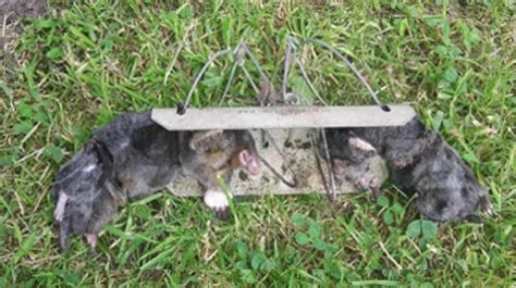 Mole And Gopher Tunnel Trap Durable And Reusable Solution For A