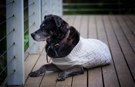 Guida Completa Alla Cura Del Cane Anziano Zampol La Protezione E