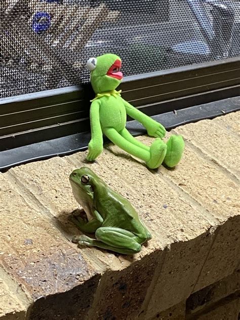 Two Stuffed Animals Sitting Next To Each Other On A Window Sill