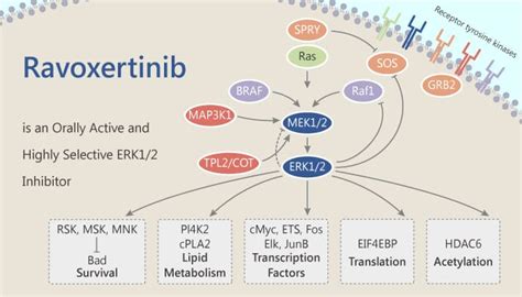 Ravoxertinib Is An Orally Active And Highly Selective Erk Inhibitor