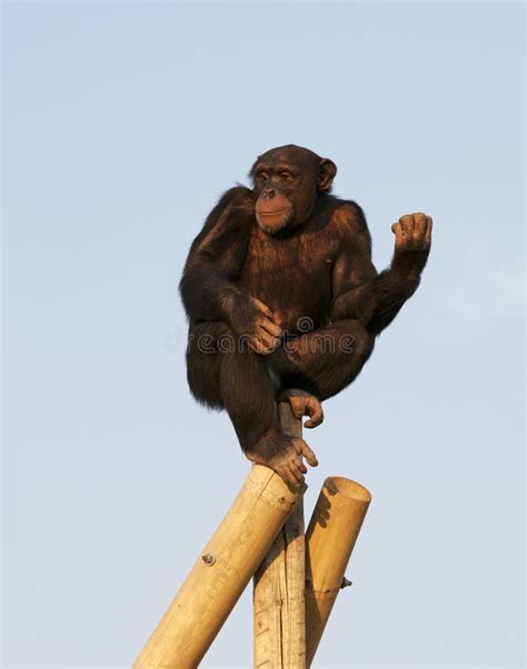 Chimpanzee stock photo. Image of feet, wildlife, captive - 19584412