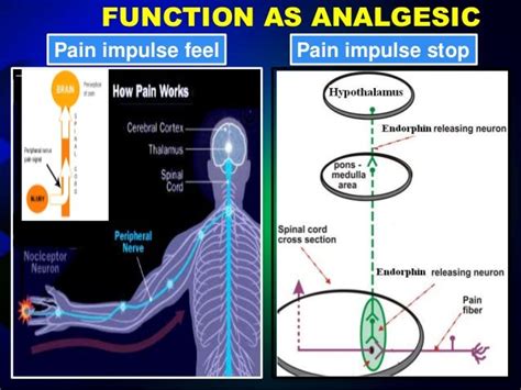 presentation on Endorphin hormone