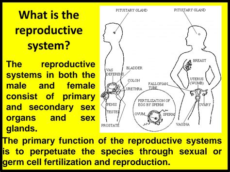 SOLUTION: Anatomy of reproductive system - Studypool