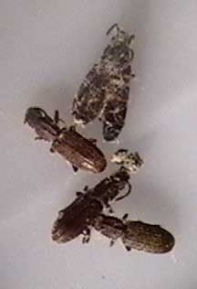 Merchant Grain Beetles Or Sawtooth Grain Beetles What S That Bug