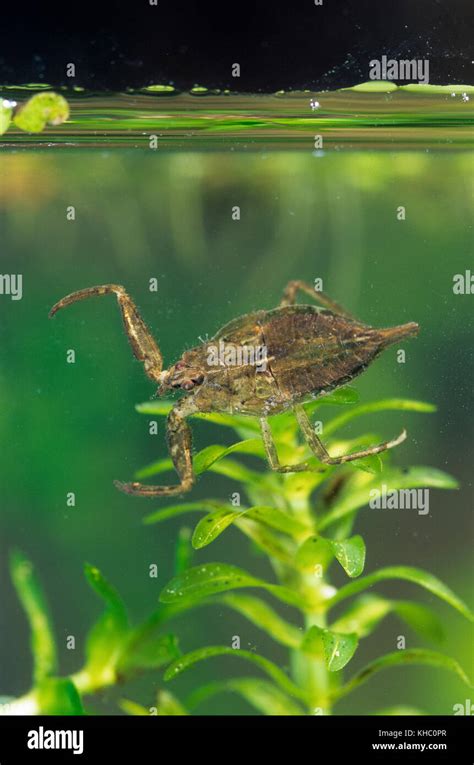 Wasserskorpion Wasser Skorpion Nymphe Jungtier Larve Nepa Cinerea