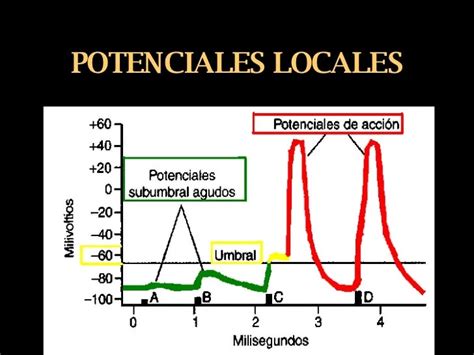 Potenciales De Membrana Y Potenciales De AcciÓn Alejandra Fuentes Fisiología