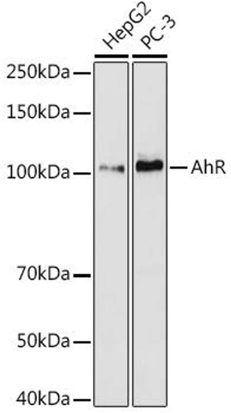 Anti Ahr 抗体 Assay Genie