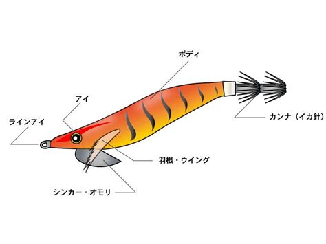 エギングで使用するエギの基本（名称や種類、重さなど） 釣りの教科書