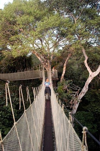 Amazon Rainforest Canopy Walkway | Amazon rainforest, Places to travel ...