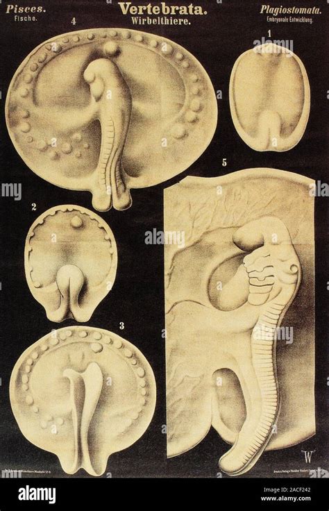 Embriones De Pez Ilustración Histórica Mostrando Las Etapas En El Desarrollo De Embriones De