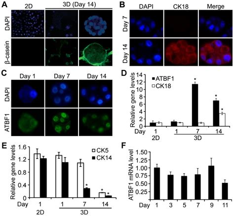 Non Tumorigenic Epithelial Mcf10a Cells | ATCC | Bioz 