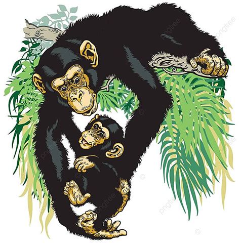 Chimpanzee Holding Baby Chimp Simian Careful Intelligent Vector Simian