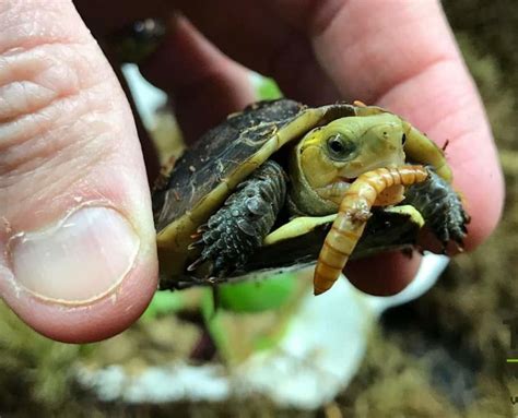 Baby Turtle Pictures Of Turtles For Sale Box Turtle Picture Box Turtle