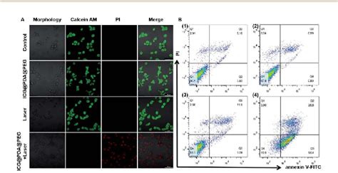 Figure 4 From A Highly Efficient Polydopamine Encapsulated Clinical ICG