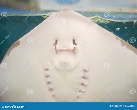 Bottom view of stingray stock photo. Image of gill, mouth - 33516920