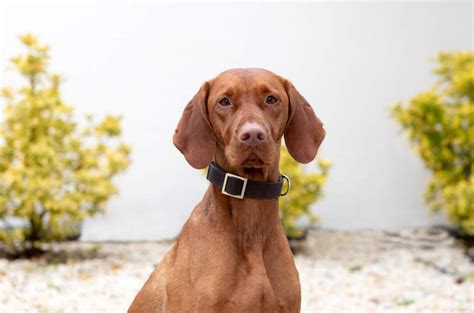 Braco húngaro o vizsla características carácter y cuidados