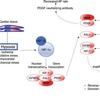 Schematic Demonstrating The Role Of Hypoxia Inducible Factor And Its