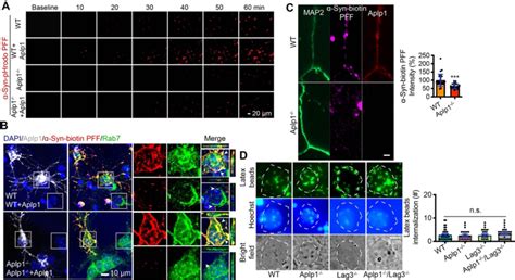 Fig S2 Aplp1 Mediates The Endocytosis Of α Syn Pff A Live Images