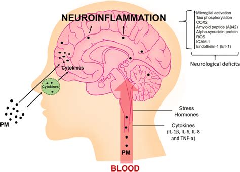 Of The Main Mechanism Of Neuroinflammation Produced By Particulate