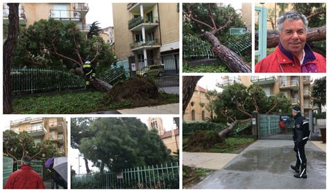 IMPERIA TRAGEDIA SFIORATA A BORGO MARINA CROLLA UN SECONDO PINO