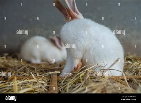 Two Cute White Baby Rabbits Sitting On Straw Ground Stock Photo Alamy