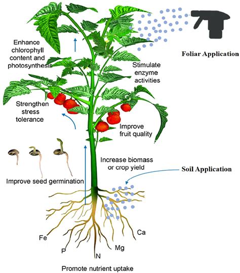 Figure 1 from Recent Trends in the Foliar Spraying of Zinc Nutrient and ... 