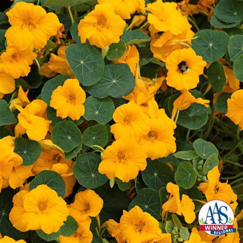 These Aas Winners Are Great Flowers For The Garden Yard And Garden