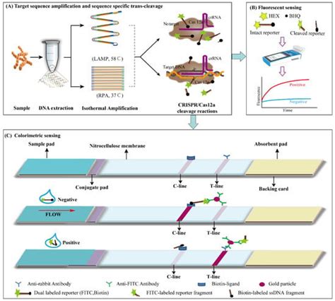 Foods Free Full Text Isothermal Amplification And Crispr Cas A