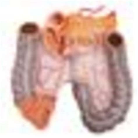 B Scientific Deluxe Dual Sex Human Torso Model Human Torso Model Includes Fisher Scientific