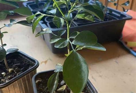 Мурайя пл. Победы | Festima.Ru – частные объявления