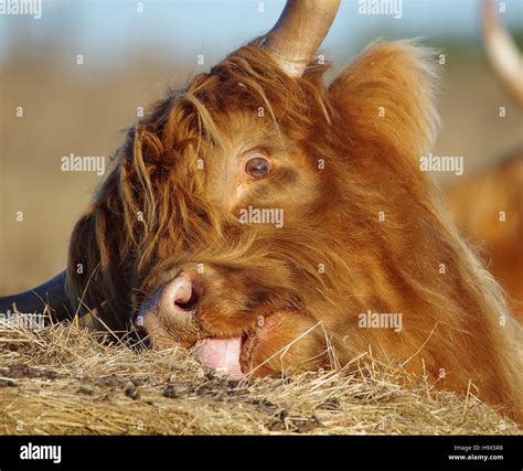 Highland Cattle Cows In Field Sheffield Uk Stock Photo Alamy