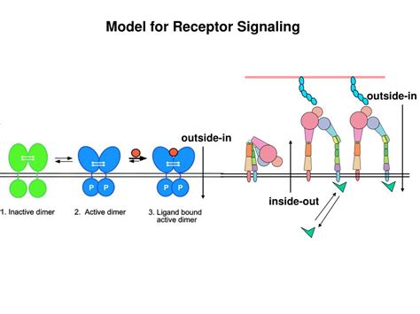 Ppt Model For Receptor Signaling Powerpoint Presentation Free