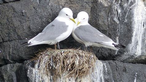 Black-legged Kittiwake | MarkEisingBirding