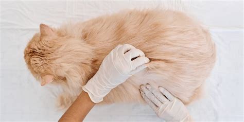 Cat Skin Conditions Most Common Skin Problems In Cats