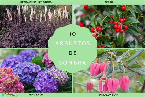 Arbustos De Sombra Nombres Caracter Sticas Y Fotos