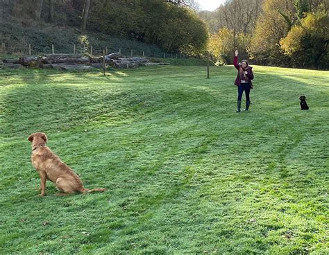 Gun Dog Training Gun Dog Puppy Training Retriever Enrichment