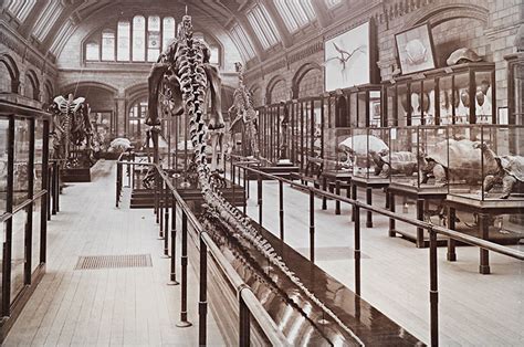 dippy  dino star natural history museum