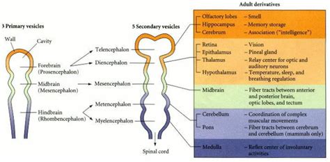 embryology - What is the difference between the neural tube and the ...