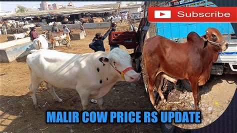 Malir Mandi Karachi Cattle Reate Update Cow Big Bullgulabi Entry