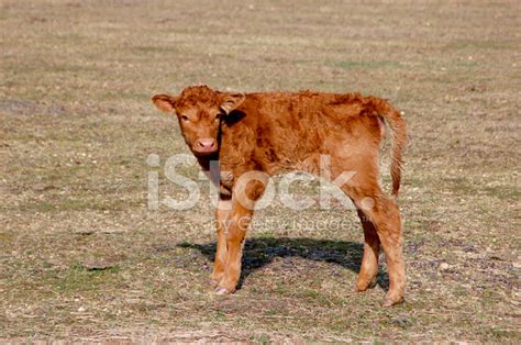 Newborn Calf Stock Photo | Royalty-Free | FreeImages