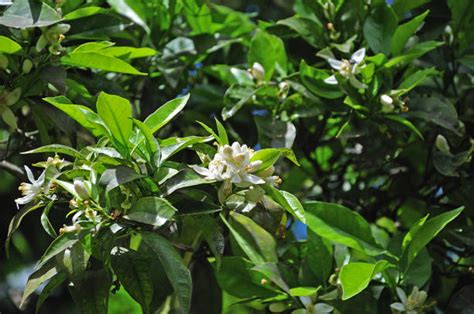 Bergamot Orange Flower Stock Photos, Pictures & Royalty-Free Images - iStock