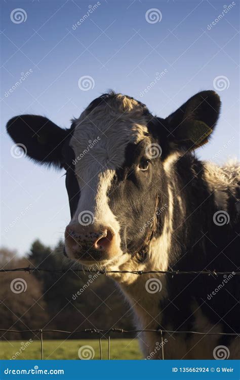 Portrait Of A Dairy Cow Stock Photo Image Of Dawn Farming 135662924