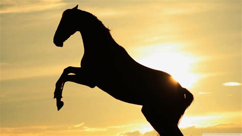 Sunset Horse Ultra HD Wallpaper for 4K UHD TV & Desktop : Widescreen & UltraWide Display