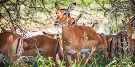 Day Trip Arusha National Park Moria Safari