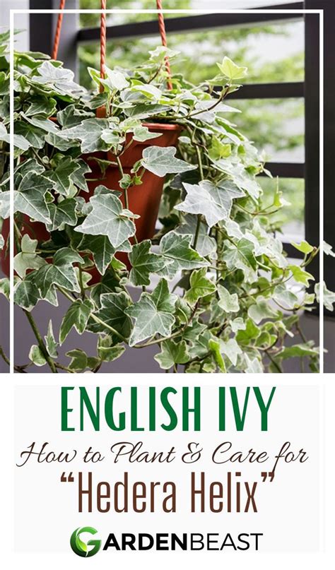 English Ivy Plant Garden Beast Ivy Plants Ivy Plant Indoor