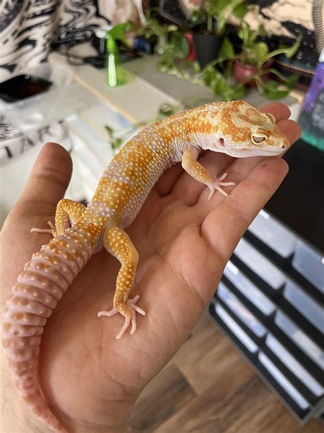 Albino Leopard